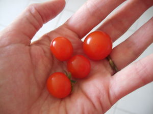 tomates_juil_08_3