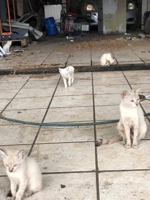 chatte et chatons enfermés dans un local qui va être détruit 11
