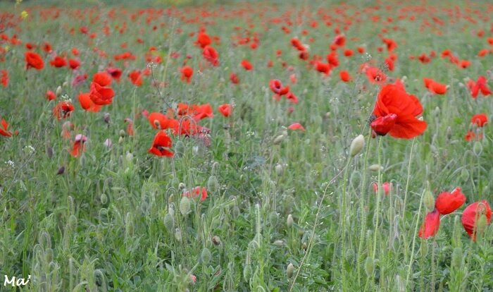 170507_champ_coquelicots
