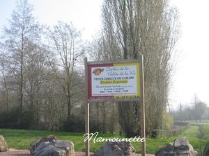 Cailles_de_la_Vall_e_de_la_vie___Mach___leveur_et_producteur_005