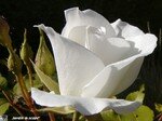 Fee_des_neiges_4
