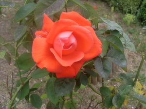rose_jardin