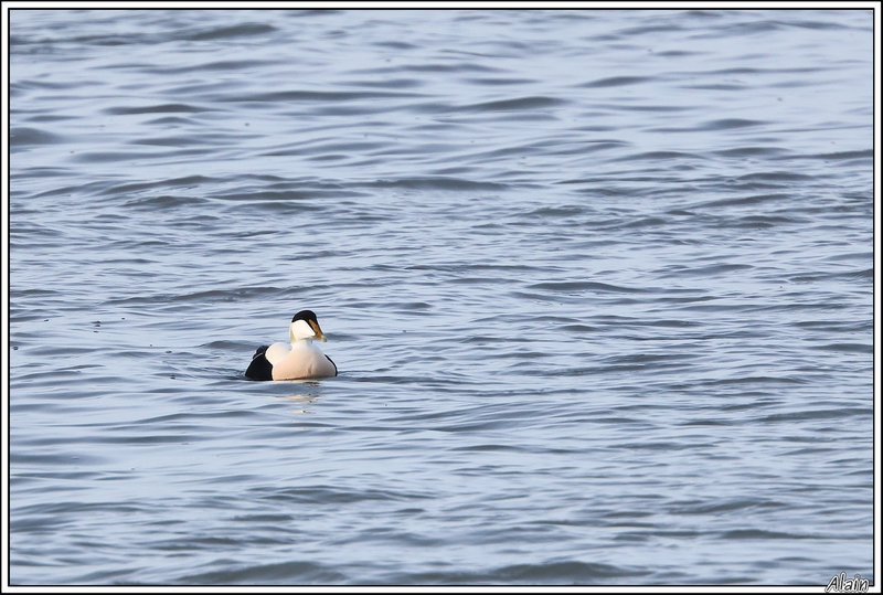 Eider à duvet