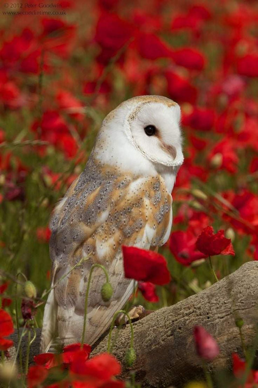 Chouette et coquelicots