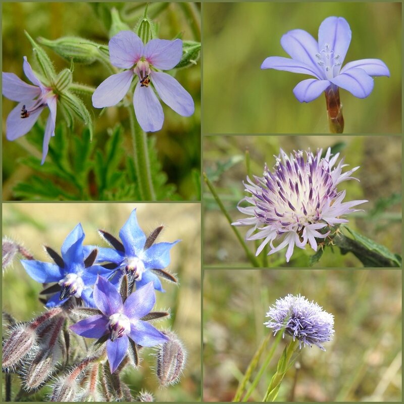 fleurs bleues