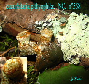 cucurbitaria_pithyophila_n_558