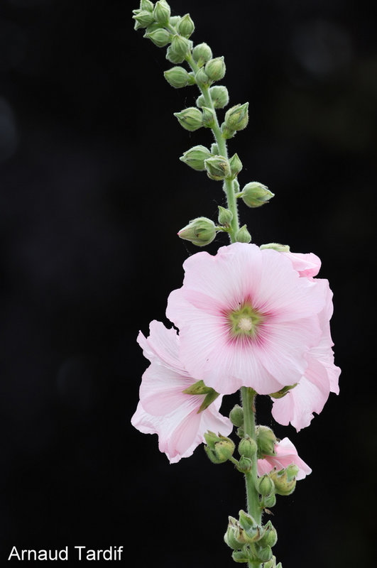 00973 Maison Année 2021 - Juillet 2021 - Rose Trémière Derrière la Maison