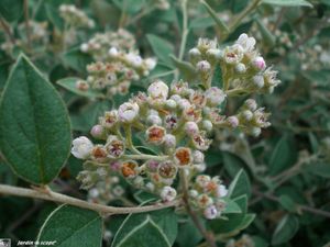 Cotoneaster