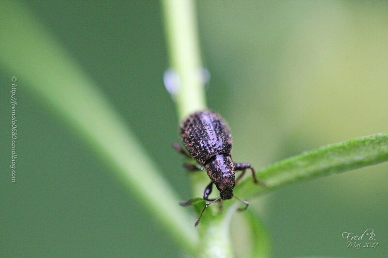 Charançon - Othiorhynchus aurifer?