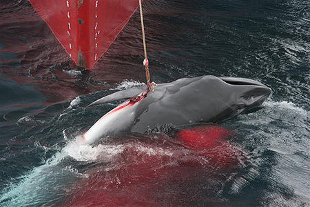 2093_whale_slaughter