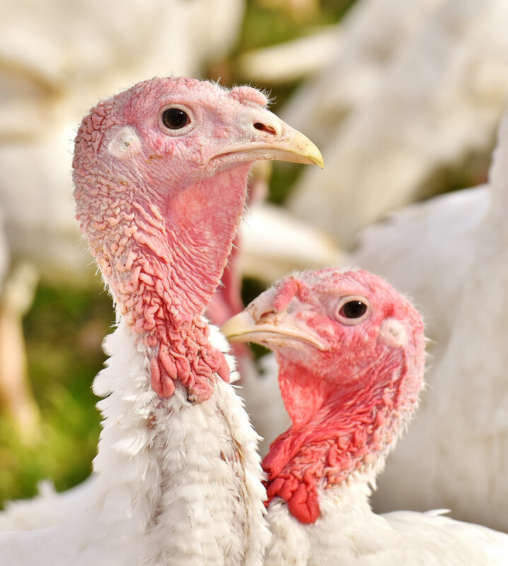 turkeys-2799403_1920