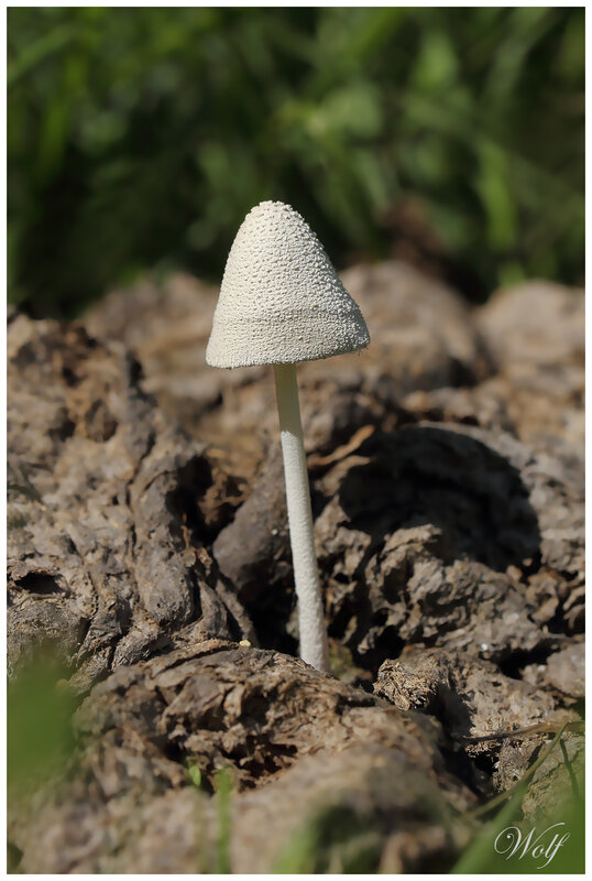 coprinopsis-nivea-21-01