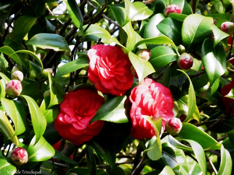 Fleurs de Léon et Lune 180219