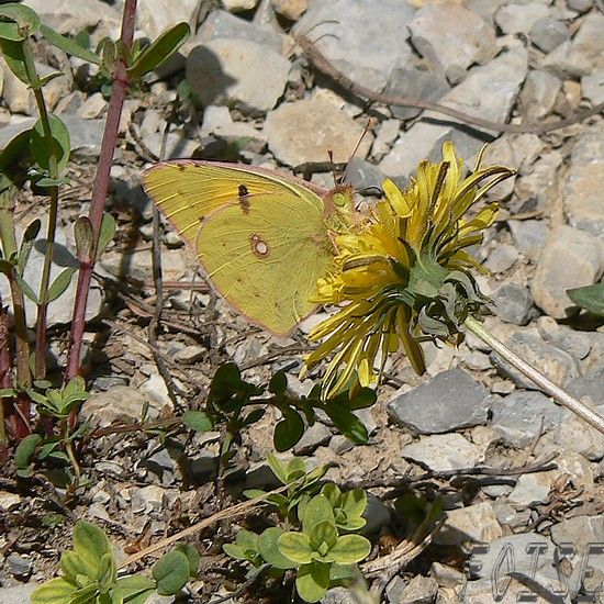 Colias___d_terminer