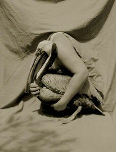 brown_pelican