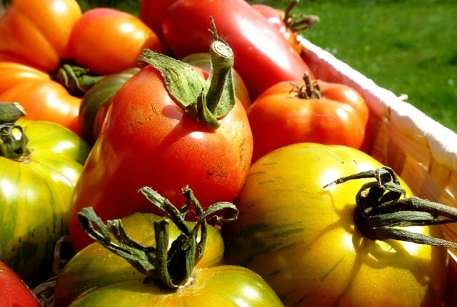 Tomates dans le panier