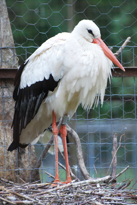 Cigogne