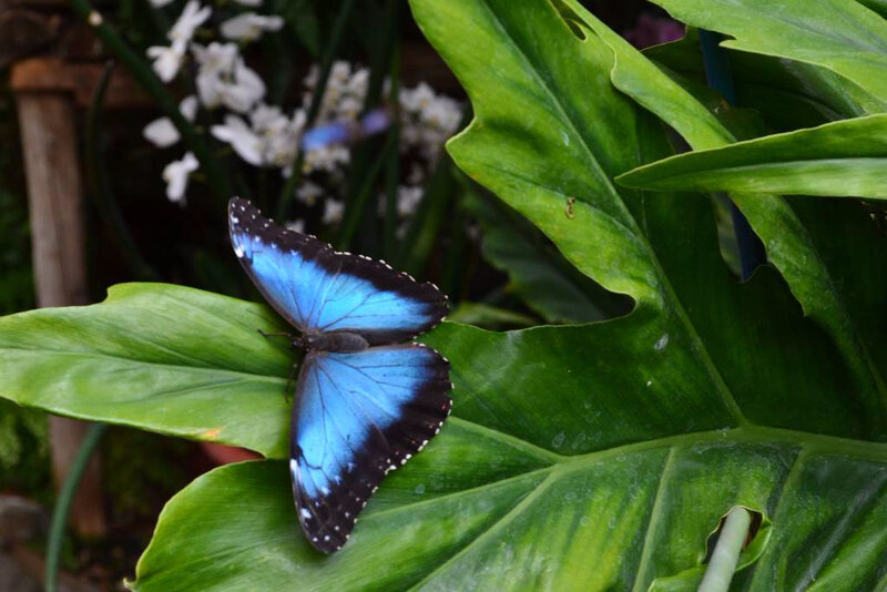 hunawihr papillon cigogne (66)