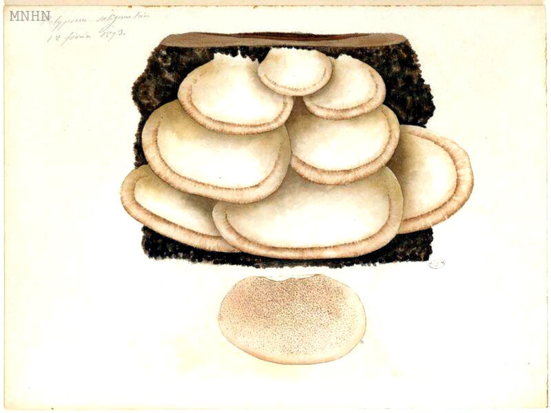 175 Polyporus salignus Coriolus hirsutus
