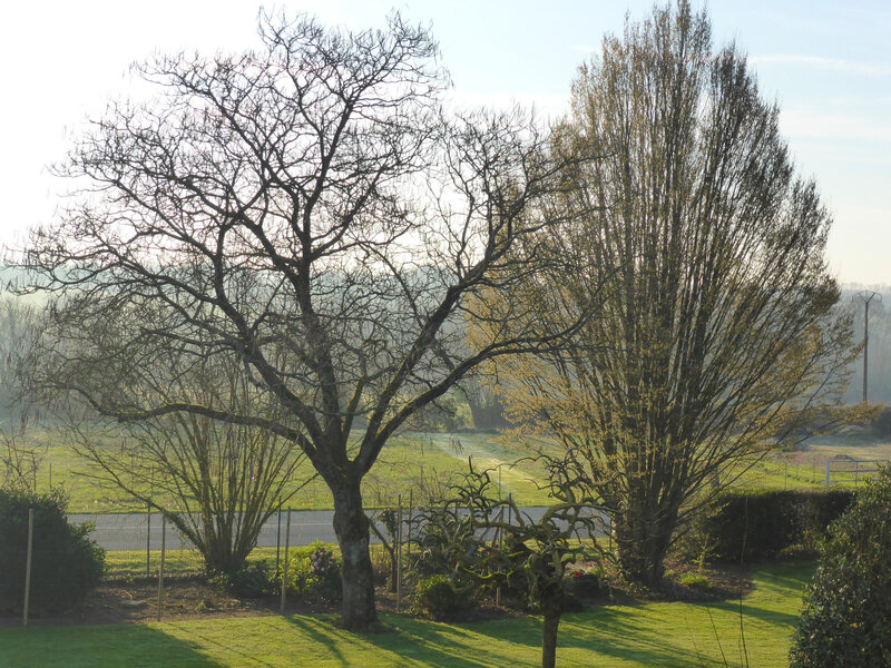 21-arbres, jardin, potager, (1)