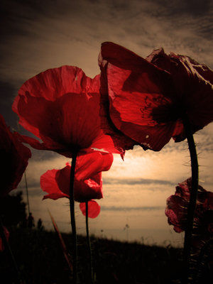 poppies_on_the_evening_by_nieraviel