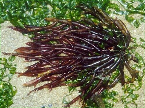 AS016_agar_agar