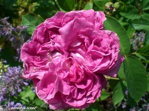 Reine_des_V3