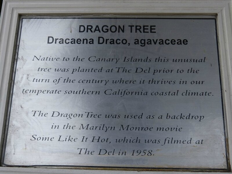 HISTORY OF THE DRAGON TREE