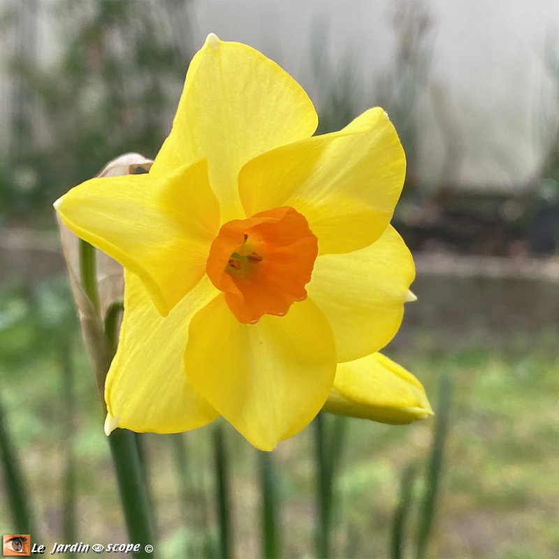 Narcisses-multiflores-Tazetta-Martinette-1