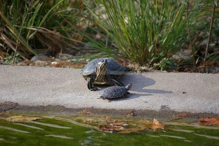 tortues_floride_1_