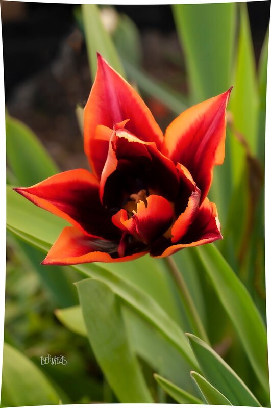 _DSC3155 Tulipe S