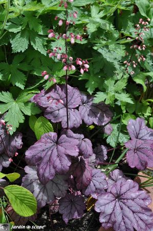 Heuchera-x-Sugar-Plum
