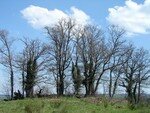 Les_Barbattes__4_a