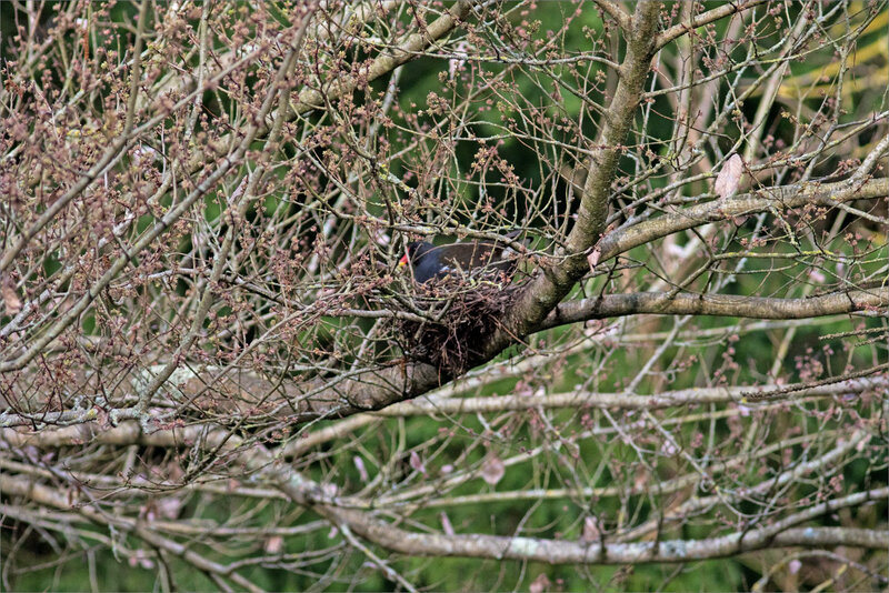 Oiseau poule eau nid hauteur 120319 ym 2