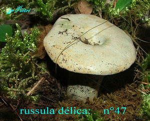 russula_d_lica__n_47