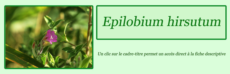 Epilobium hisutum