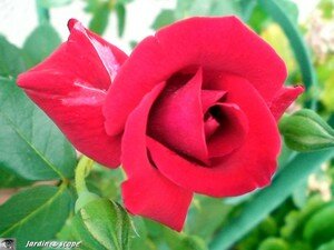 Rose Red Parfum