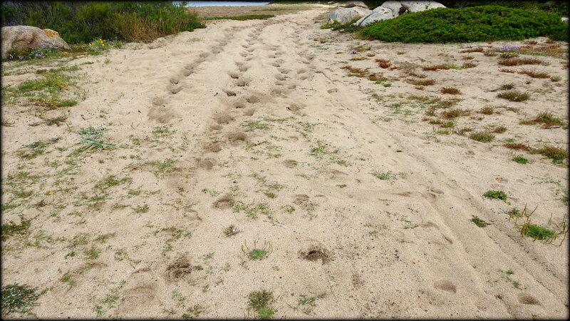 LA_DUNE_ZONE_DE__RODEO_VOITURE_