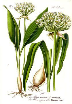 250px-illustration_allium_ursinum1