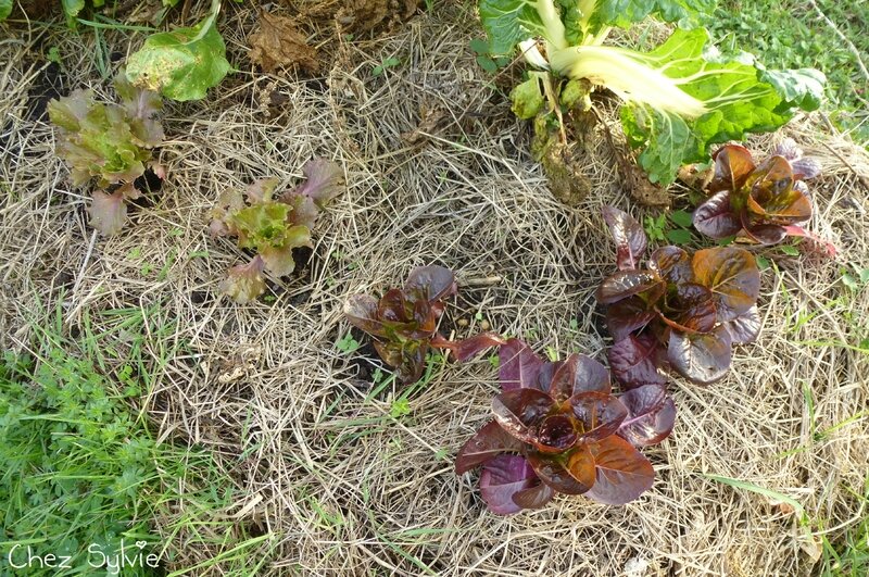 Potager permaculture 3e butte octobre04