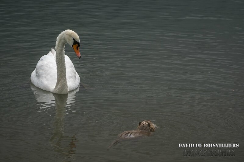 Ragondin (Myocastor coypus) et Cygne Tuberculé