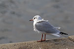 Mouette_rieuse_0539