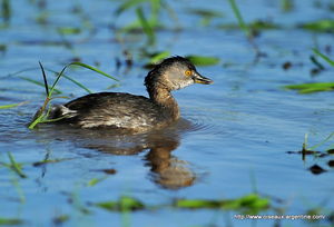 grebe__2_