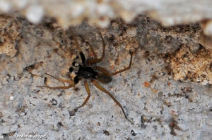 Philodrome variable • Philodromus dispar (mâle)