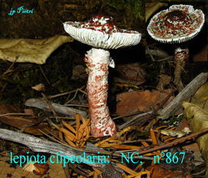 lepiota_clipeolaria___n_867