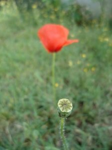 Coquelicots 2