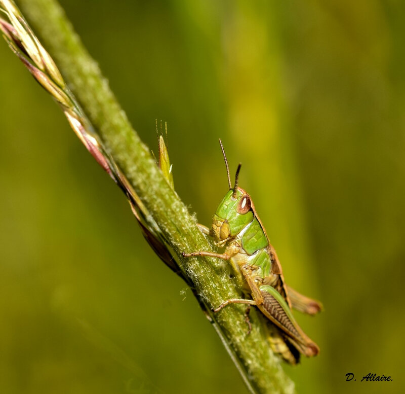 Chorthippus parallelus♀- 6 juin 2020 (1) (Large)