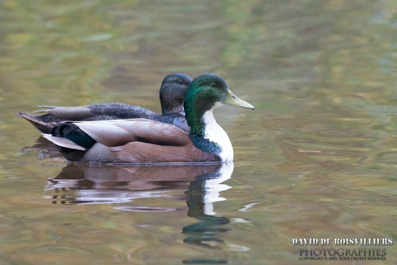 Canard colvert croisé avec plastron blanc
