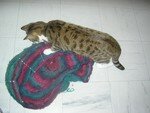 Pinwheel_et_le_chat7