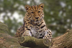 leopard